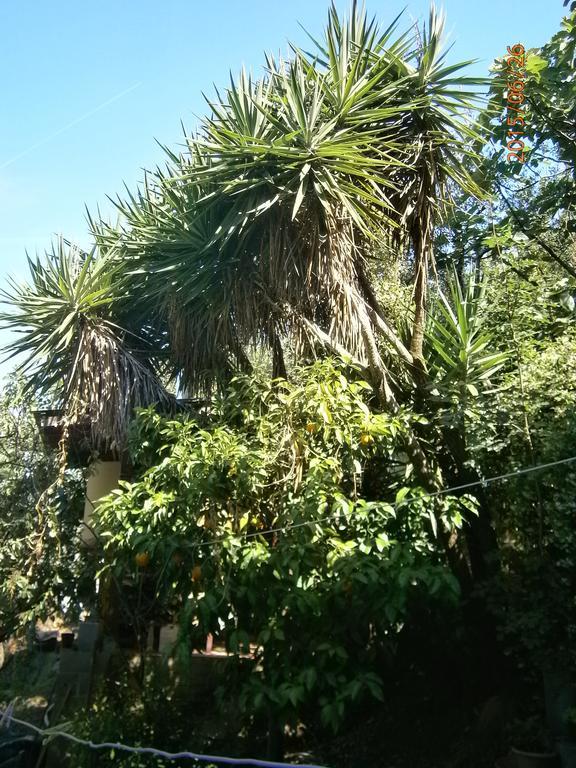 Albergo Il Cantuccio Bolano Exterior foto